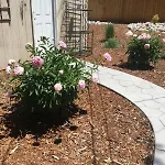 Entire Cozy Home Pet Friendly